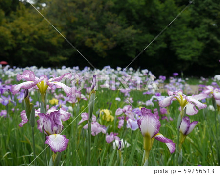 神奈川県立相模原公園 花しょうぶ園 水無月園 かながわ花の名所100選の写真素材