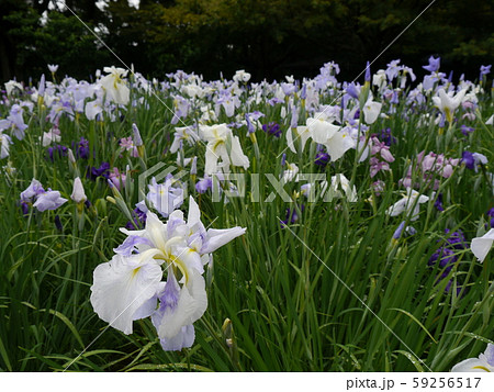 神奈川県立相模原公園 花しょうぶ園(水無月園) かながわ花の名所100選 神奈川県立相模原公園 花しょうぶ園(水無月園) かながわ花の名所100選 59256517