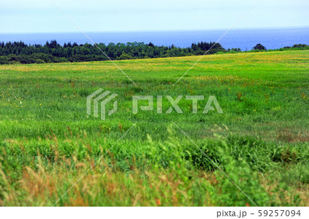 オムサロ原生花園の風景14 59257094