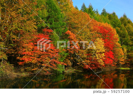 紅葉の八幡平 59257100