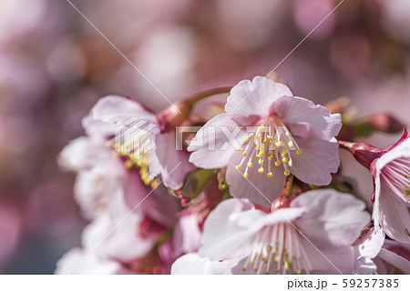 【熱海桜】 59257385