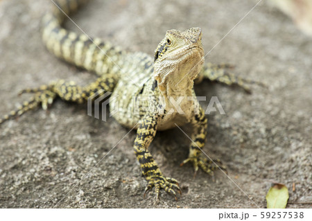 Eastern Water Dragon Eastern Water Dragon 59257538