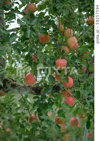 りんご(ふじ) りんご(ふじ) 59257594