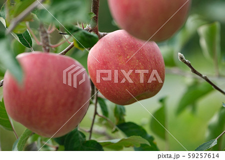 りんご（ふじ） 59257614