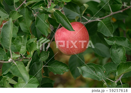 りんご（ふじ） 59257618