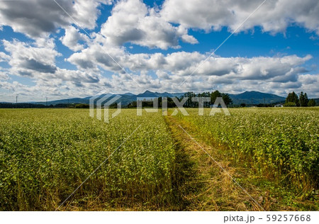岩手県北上市 蕎麦畑と北上山地5 59257668