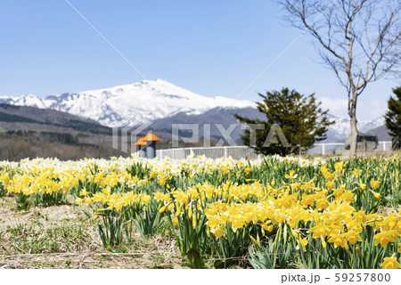 スイセンと狩場山 せたな町 スイセンと狩場山 せたな町 59257800