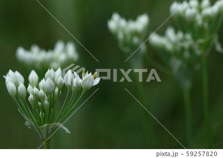 自然 植物 ニラ、花です。日本中で栽培されていますが元は東南アジア原産だそうです 自然 植物 ニラ、花です。日本中で栽培されていますが元は東南アジア原産だそうです 59257820