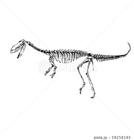 Dinosaur Bone 恐竜の骨のイラスト素材