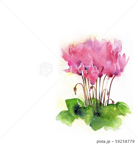 シクラメン　花　水彩画 59258779