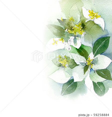 コンロンカ 花 水彩画 コンロンカ 花 水彩画 59258884