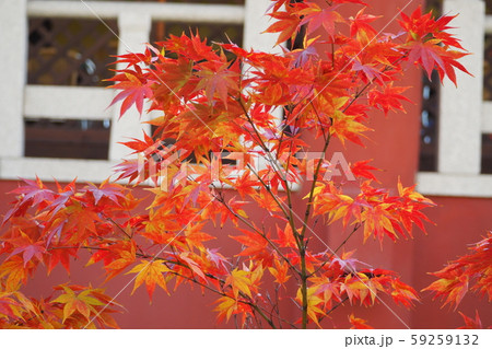 晩秋 イチョウ 軒下 59259132