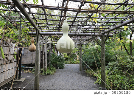 大きなひょうたんの実 59259186