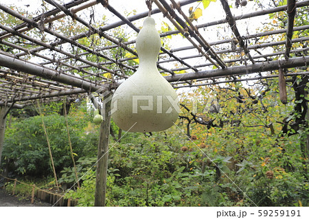 大きなひょうたんの実 59259191