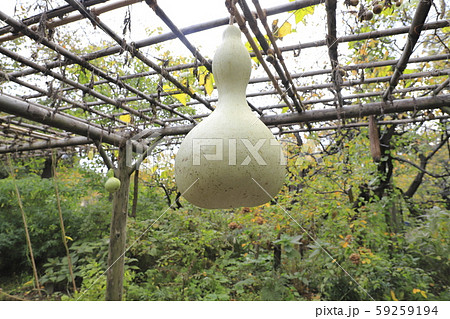 大きなひょうたんの実 大きなひょうたんの実 59259194