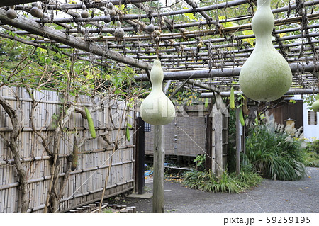 大きなひょうたんの実 大きなひょうたんの実 59259195