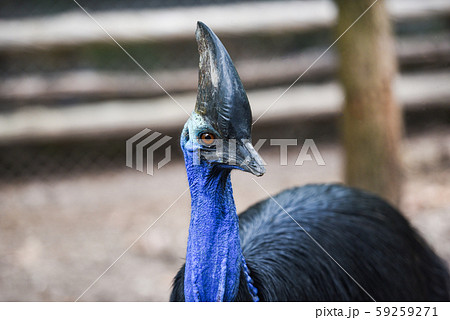 The southern cassowary is a large bird - 59259271