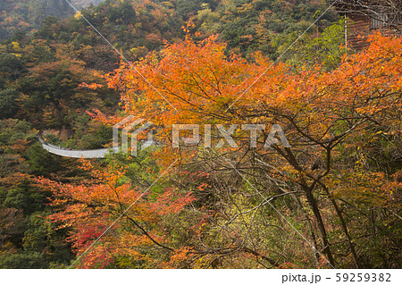 梅の木轟公園吊り橋 59259382