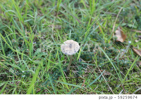 テングタケ テングタケ 59259674