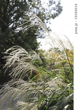 東京都墨田区 向島百花園 東京都墨田区 向島百花園 59260019