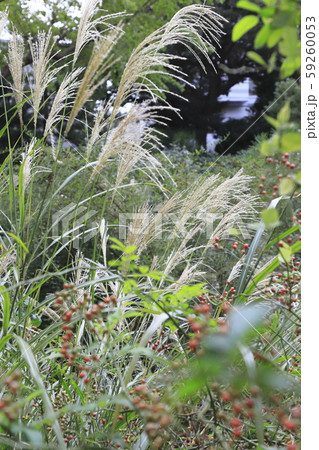 秋の向島百花園 秋の向島百花園 59260053