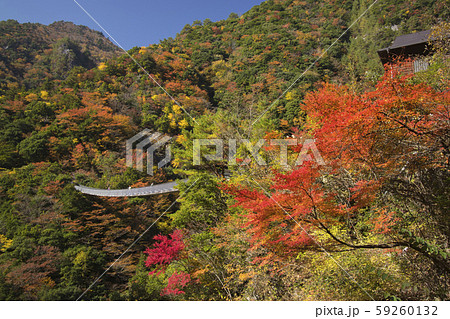 梅の木轟公園吊り橋 59260132