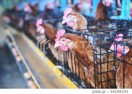 Hen in cage agriculture on indoors chicken farm 59260191