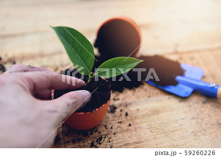 Hand planting flowers in pot with soil on wooden Hand planting flowers in pot with soil on wooden 59260226