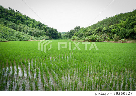 planting rice field on rainy season Asian planting rice field on rainy season Asian 59260227
