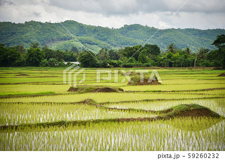 planting rice field on rainy season Asian 59260232