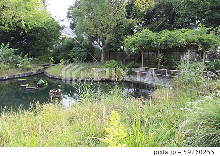 秋の向島百花園 59260255