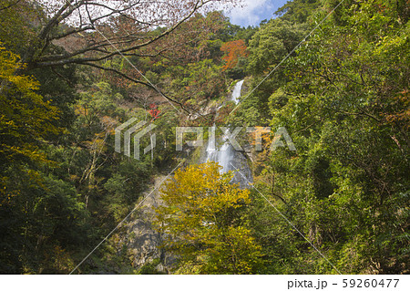 せんだん轟の滝 59260477