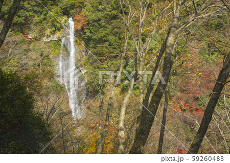 せんだん轟の滝 59260483