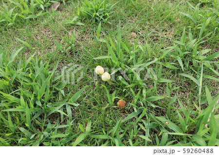 シバフタケ 59260488