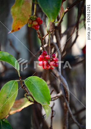 サネカズラの実 59261291