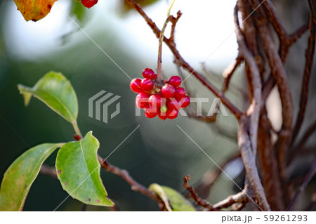 サネカズラの実 サネカズラの実 59261293