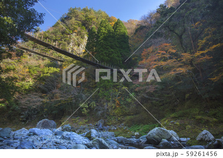 樅木の吊橋 樅木の吊橋 59261456