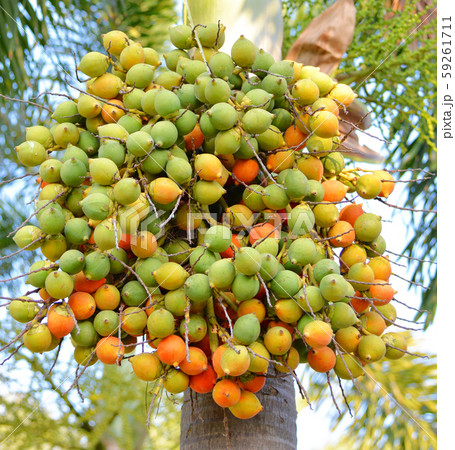 Betel palm fruit or betel nut on tree in the Betel palm fruit or betel nut on tree in the 59261711