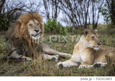 ライオンのカップル 59261865