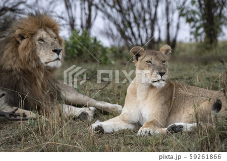 ライオンの夫婦 59261866