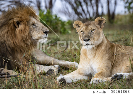野生のライオン 野生のライオン 59261868