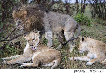 ライオンの群れ 59261879