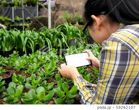 Farmer photographing seedling plants in Farmer photographing seedling plants in 59262107