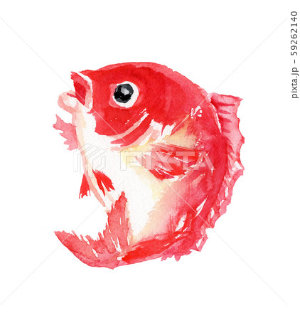 鯛 水彩 イラスト 縁起物 和 正月 年賀 のイラスト素材