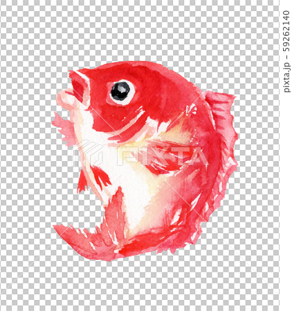 鯛 水彩 イラスト 縁起物 和 正月 年賀 のイラスト素材