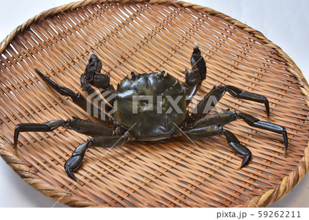 モクズガニ（生体） 59262211