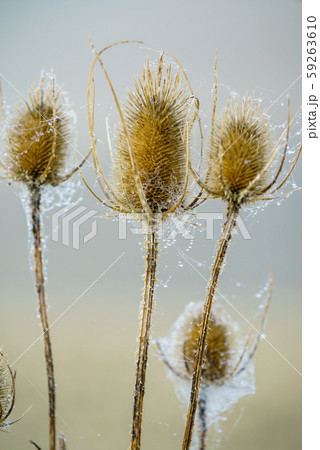 autumn plants autumn plants 59263610