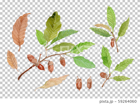 Quercus serrata コナラ　どんぐり 59264060