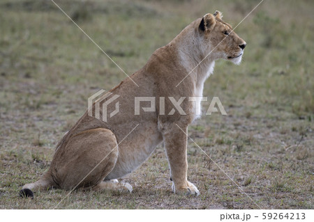 ライオンの雌 59264213