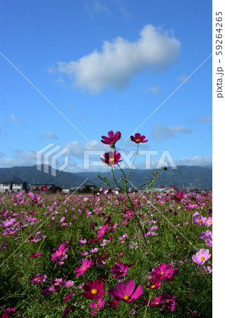 神埼駅のコスモス 59264265